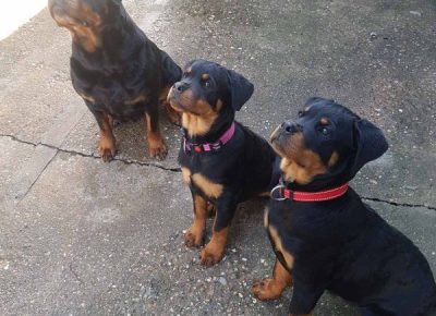 viberimage202304031020262621680799565