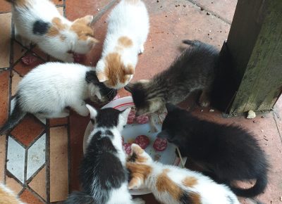 202305311530071686083285