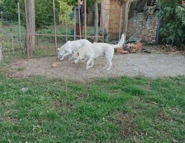 viberimage202307051506202331689020037