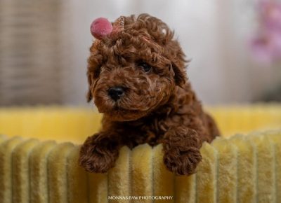 1crvenepatuljasteitoypudle1699463650