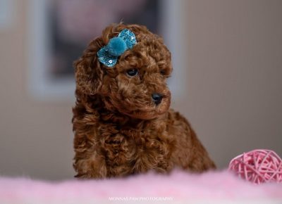 2crvenepatuljasteitoypudle1699463650