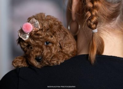 3crvenepatuljasteitoypudle1699463651