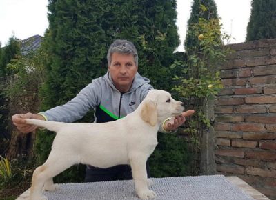 1labradorS12231701860337