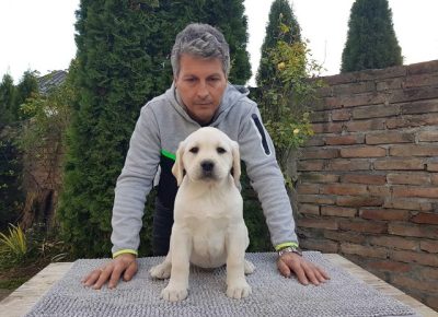 2labradorS12231701860339