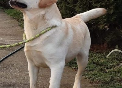 5labradorS12231701860346