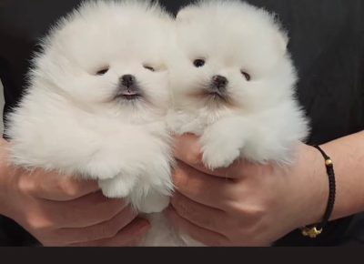 aiberimage202402042115462671707168909