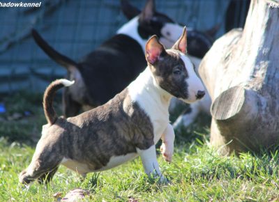 viberimage202402011852399291707253124