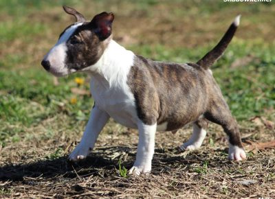 viberimage202402011854554341707253127