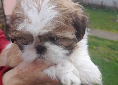 202304101304051716566185