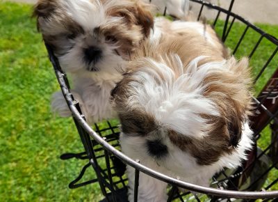 202304211152551716566187