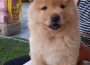 au71721247846