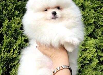 viberimage202408090050506101724098271