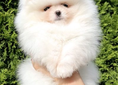 viberimage202408090051240501724098270