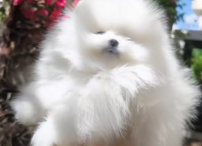 viberimage202408090052348391724098269