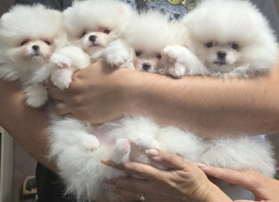 viberimage202408090053352781724098270