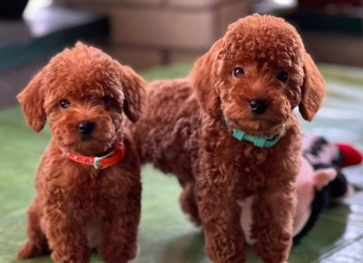 viberimage202408261926484931725576174