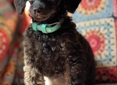 viberimage202408261927242751725576181