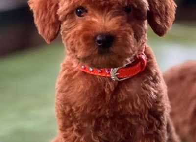 viberimage202408261929496371725576178