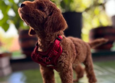 viberimage202408261930355881725576176