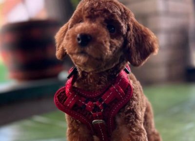 viberimage202408261930498001725576177