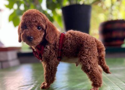 viberimage202408261931087251725576177