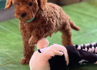 viberimage202408261933242401725576181