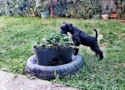 crnišnaca11730383427