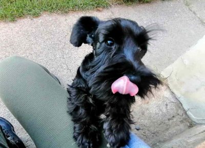 crnišnaca31730383428