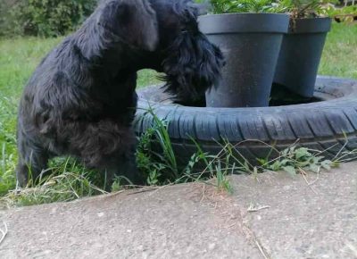 crnišnaca41730383428