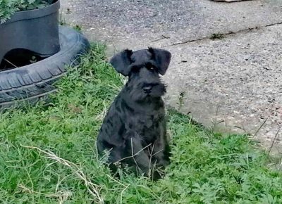 crnišnaca51730383427