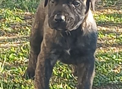 viberimage202410081039270901728593355