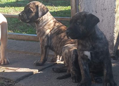 viberimage202410081039277341728593355