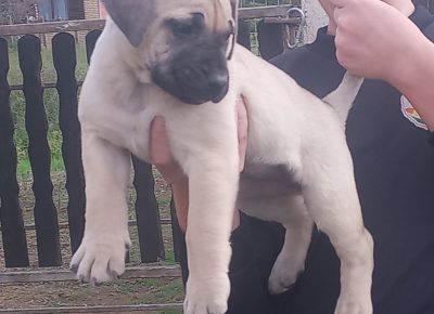 viberimage202410081039279041728593356