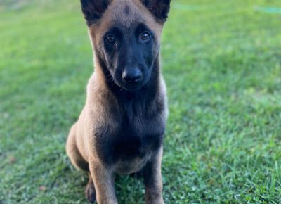 viberimage202410211511468451730073411