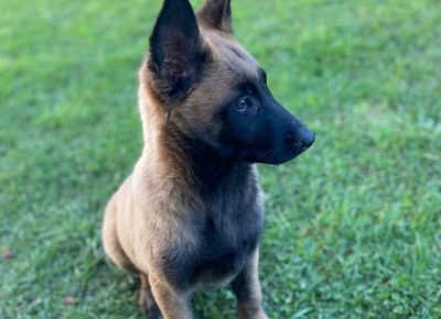 viberimage202410211511470471730073411