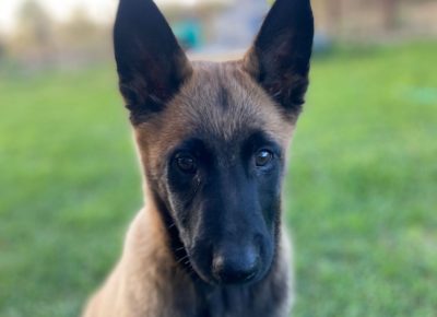 viberimage202410211511473581730073409