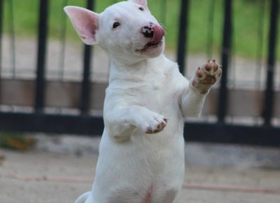 viberimage202410231942428541730119412