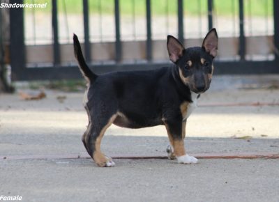 viberimage202410231946350051730119413