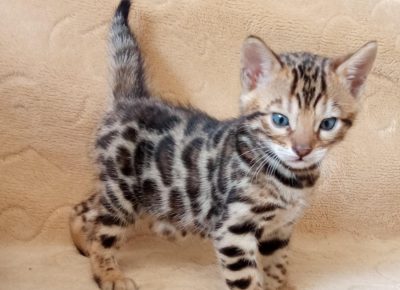 06320453610863434729367885161083021983119475n1733339204