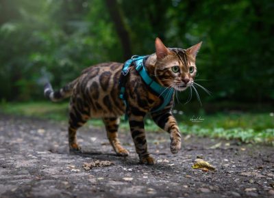 4003478117162992768296394755869054391903274n1733093223