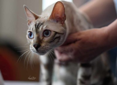 43384346310862086457656422433088930851894835n1733093221