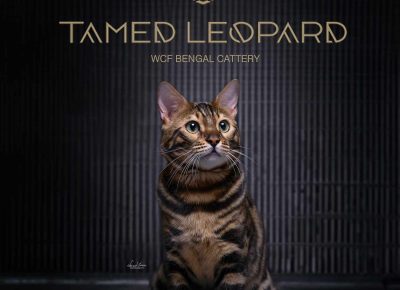 462542094845999801026261659457196619636429n1733093223