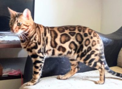 46256408623765012960415963228247453683218147n1733339203