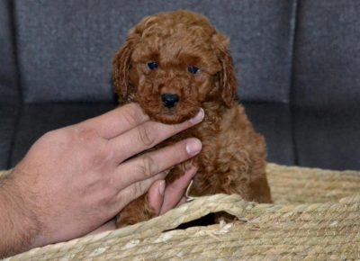 46257006610815173437176531158857494295721776n1734719073