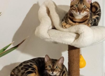 4625718865911872333639758820981147759417263n1733339204