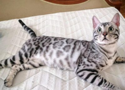 46258329318142009827227951092438171617465873n1733339201