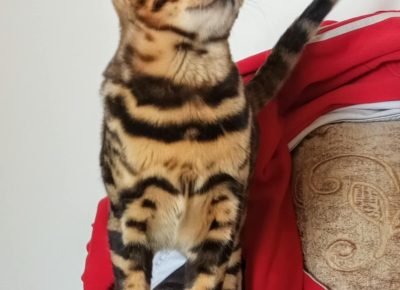 4625868999472720939163338026992359387011254n1733339205