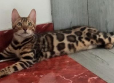 4626367774536856241215477084677408104588446n1733339197