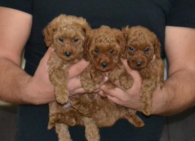 4626387896044661419719785894862364451415400n1734719071