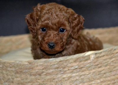 4656677936192115171116778833697127402657403n1734719073